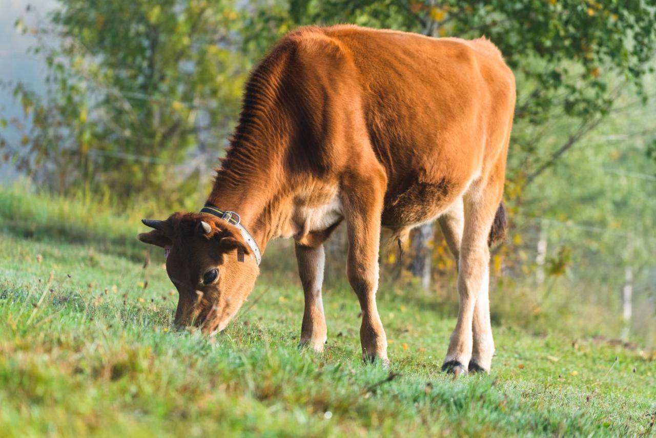 Penzion Jizera Malá Skála Buitenkant foto